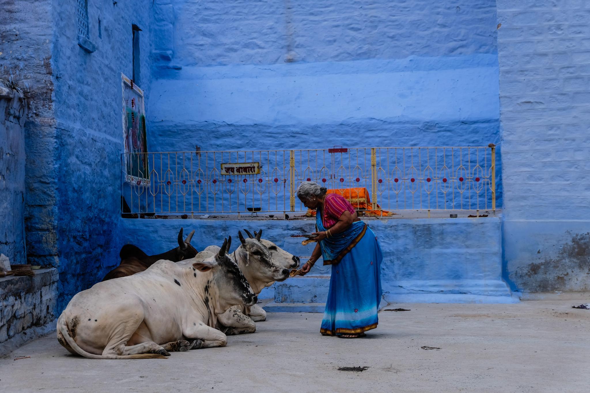 Indian woman with a cow and blue wall