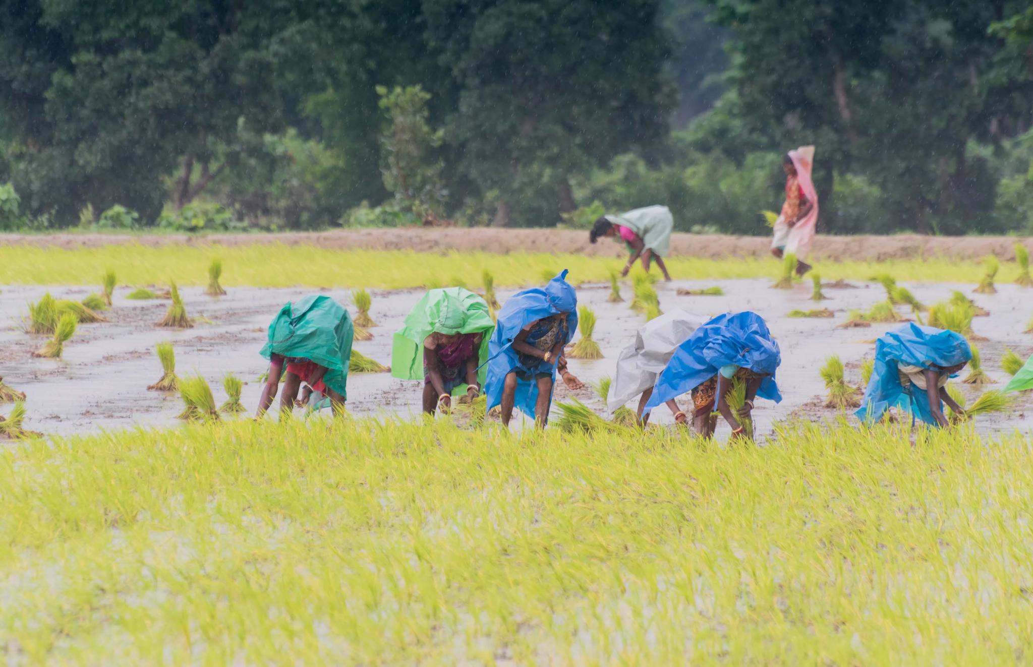 Woman at farming paddy in India by Mitrarudra